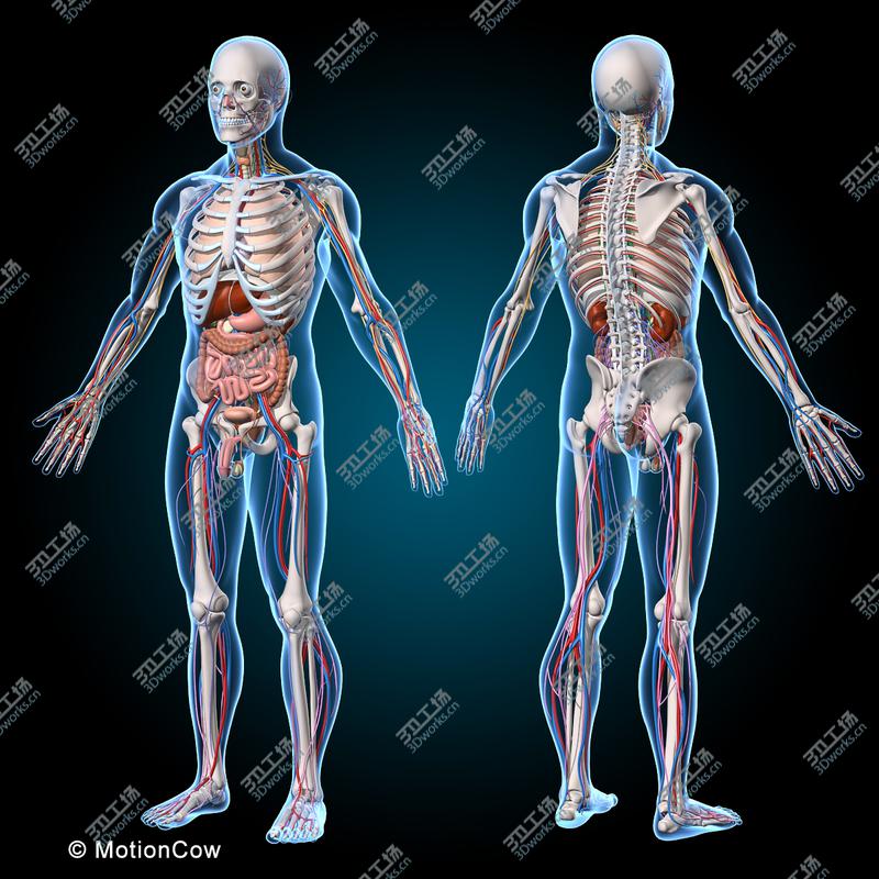 images/goods_img/20210113/Ultimate Human Anatomy  Rigged/3.jpg